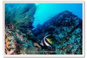 Longfin banner Fish at Chumpon