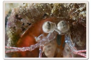 macro