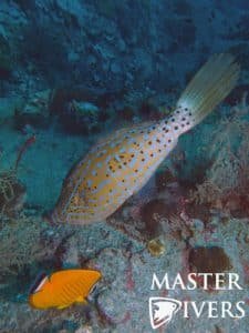 P5158889