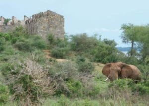 Pakuba Lodge