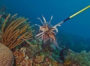 Spearfish
