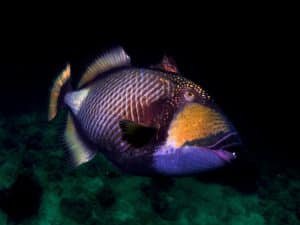 trigger fish in koh tao