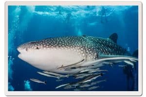Whale shark and fish