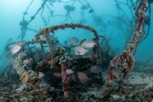 active coral restoration koh tao