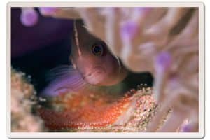 anemone fish eggs