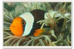 anemone fish koh tao