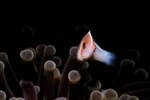 anemone fish macro with black background