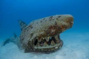 artificial shark buoyancy world koh tao
