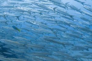 barracudas at Sail Rock