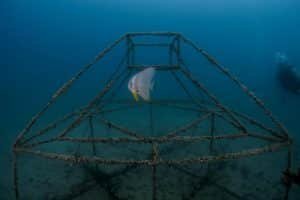 bat fish junkyard