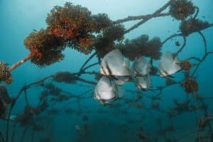 bat fish junkyard koh tao 1024x683