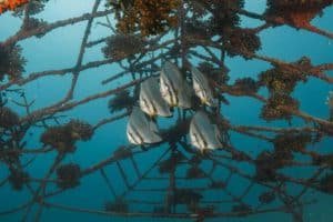batfish junkyard 1024x683