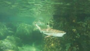 black tip sharks koh tao 1024x585