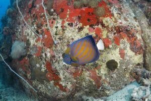 blue ringed angel fish koh tao