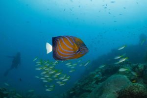 blue ringed angel fish white rock