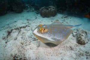 blue spotted ribbontail ray swimming 1024x682