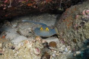 blue spotted sting ray white rock 1024x683