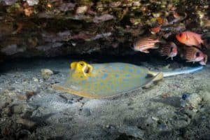 bluespotted ray in koh tao