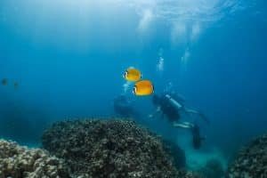 butterfly fish with divers in the background