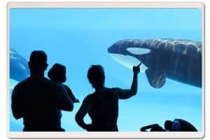 captive orca whale