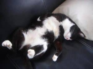 cat nap
