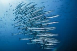 chevron barracudas