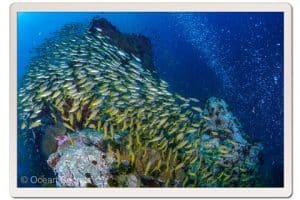 chumphon pinnacle koh tao