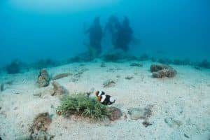 clownfish twins koh tao 1024x683