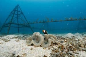 clownfish with artificial reef