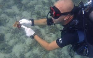 collecting coral fragments 1024x640