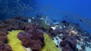 colourful reef thailand koh tao 1024x575