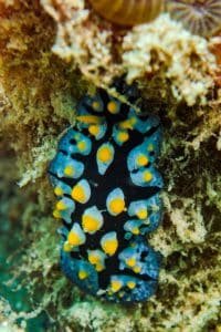 common blue wart slug 682x1024