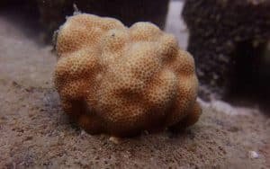 coral fragment 1024x640