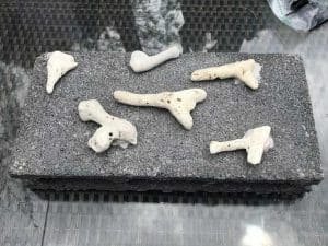 coral fragments on a substrate