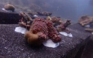 coral glued to block 1024x640