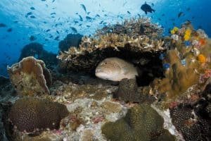 coral grouper at white rock 1024x683