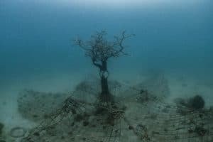 coral restoration koh tao thailand