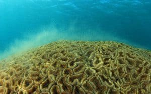 coral spawning 1024x640