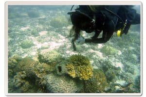 coral watch PADI divemaster
