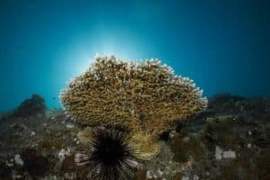 coral with back light