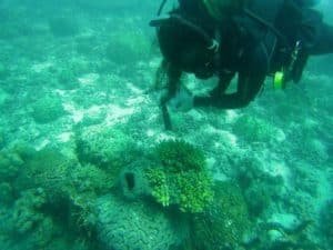 diver doing coral research