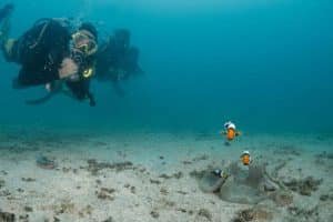 diver observing clown fish 1024x683