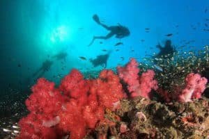divers over red soft coral 1024x683