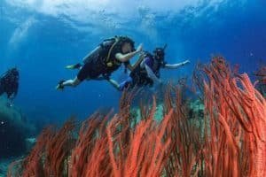 divers over red soft corals 1024x683