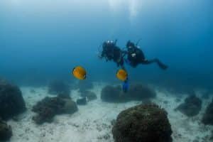 divers pointing at yellow fish 1024x683
