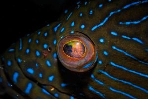 eye of a grouper
