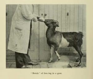 goat with bent legs