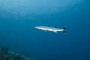 great barracuda at lighthouse