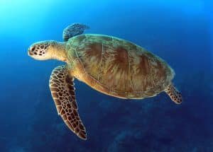 green turtle