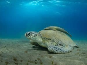green turtle left side
